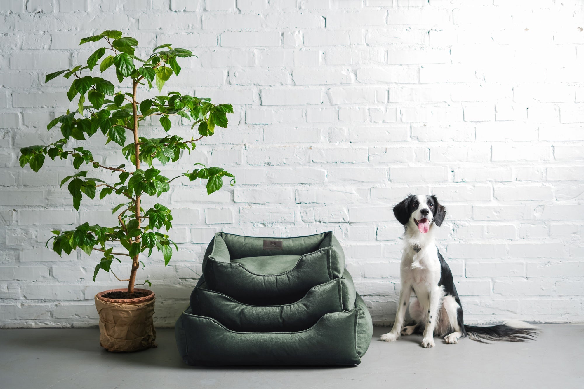 The Canine Corner